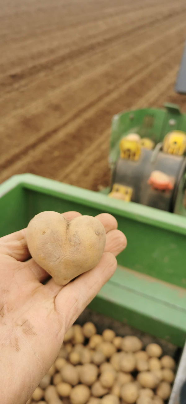 Grünland Bio Lieferant Wendlandziege mit Kartoffeln