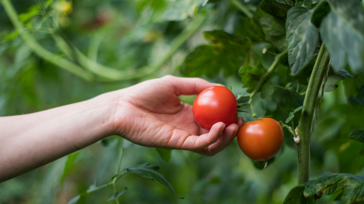 ine Hand pflückt Tomaten von einer Pflanze im Garten.