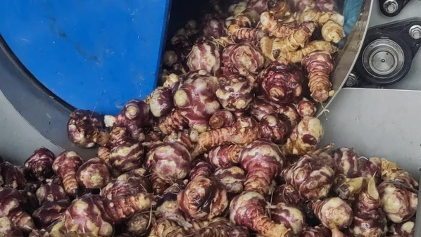 Topinamburknollen gewaschen nach der Enrte