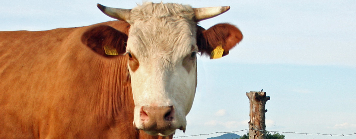 Kuh blickt in die Kamera