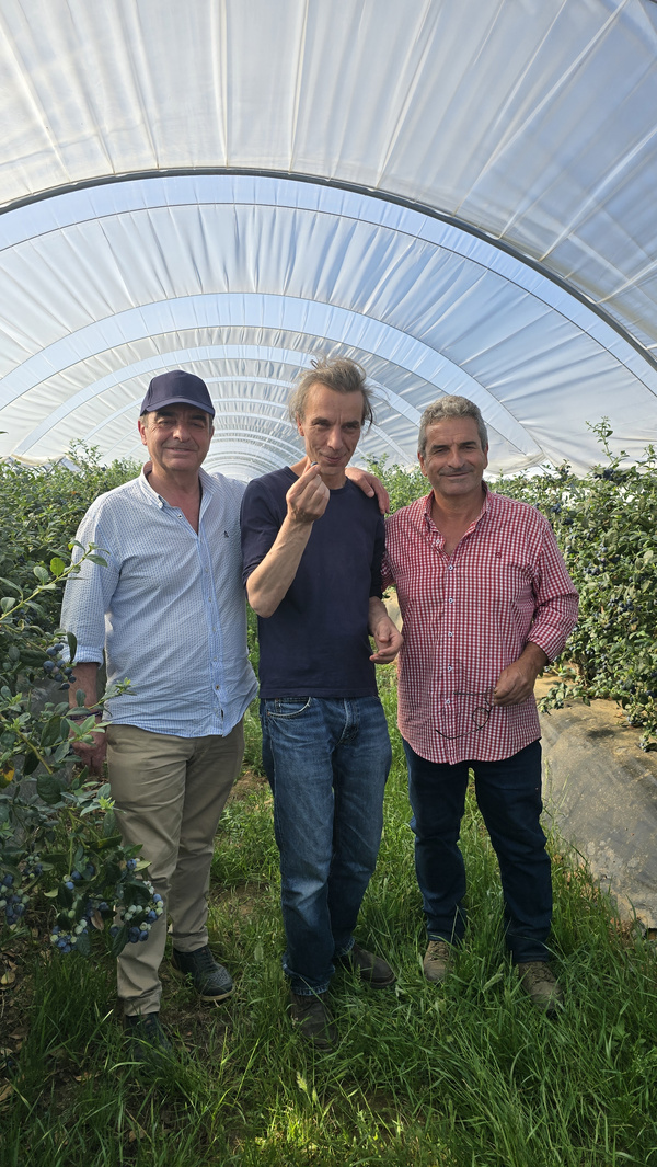 KI generiert: Drei Männer stehen in einem Gewächshaus zwischen Pflanzen.