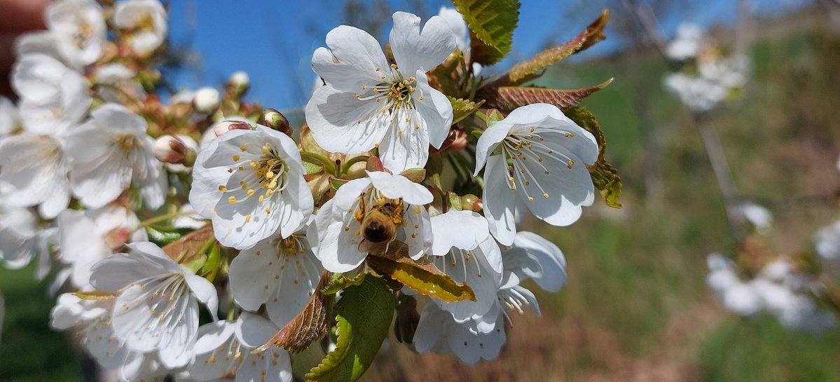 KI generiert: Biene auf weißen Kirschblüten bei sonnigem Wetter.