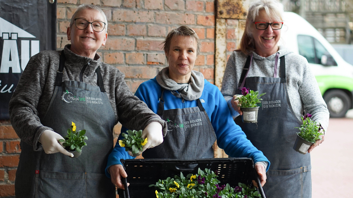 Packteam präsentiert Frühlingsgruss Hornveilchen für die Biokisten