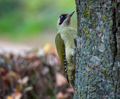 KI generiert: Ein Specht sitzt an einem Baumstamm im Freien. Keine weiteren Textelemente enthalten.