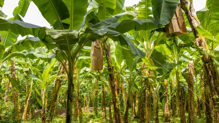 Bananenplantage mit plastikfreiem Anbau