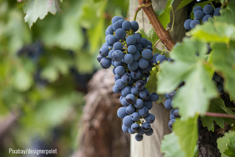 Trauben blau am Weinstock