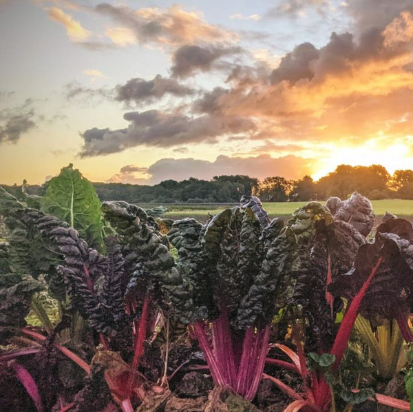 Ackerbild Mangold im Sonnenaufgang