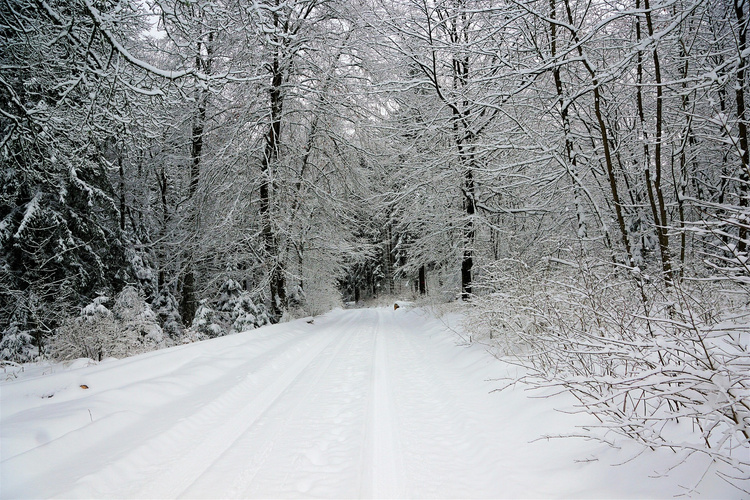 KI generiert: Verschneiter Waldweg mit schneebedeckten Bäumen beidseits des Pfades. Keine Textelemente vorhanden.