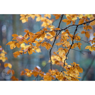 Produktfoto zu Postkarte Sinfonie im Buchenwald
