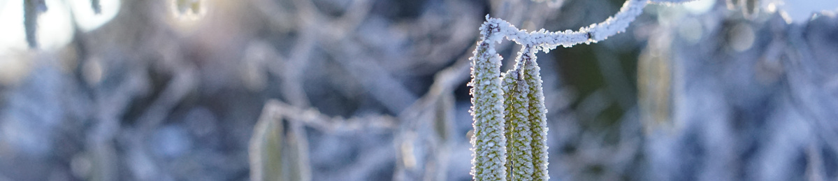 KI generiert: Gefrorene Haselblüten in einer frostigen Winterlandschaft.