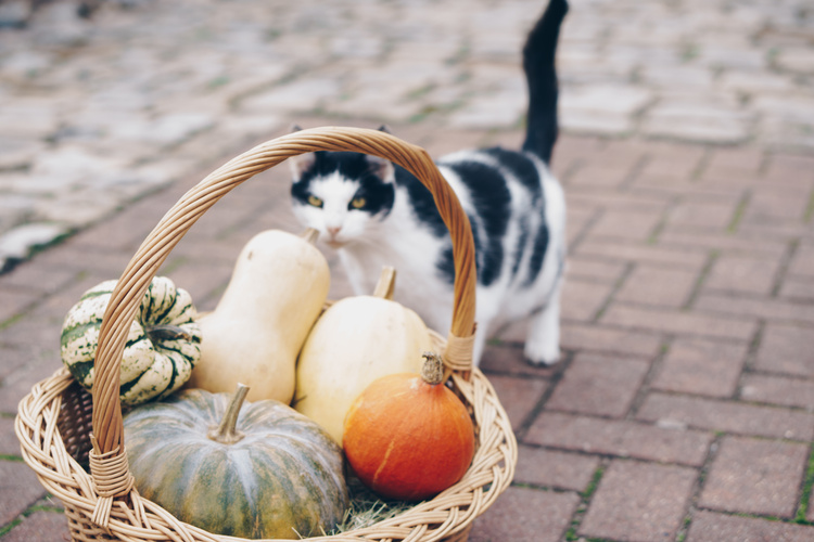 Korb mit Kürbissorten, neugierig von schwarz-weißer Katze inspiziert