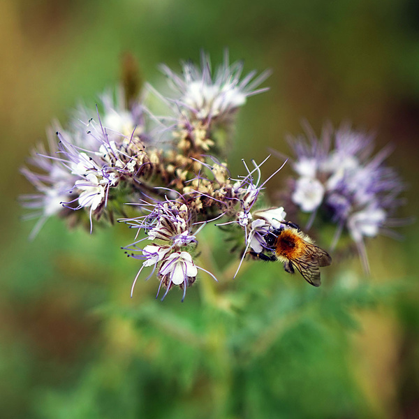 Biene an Blüte