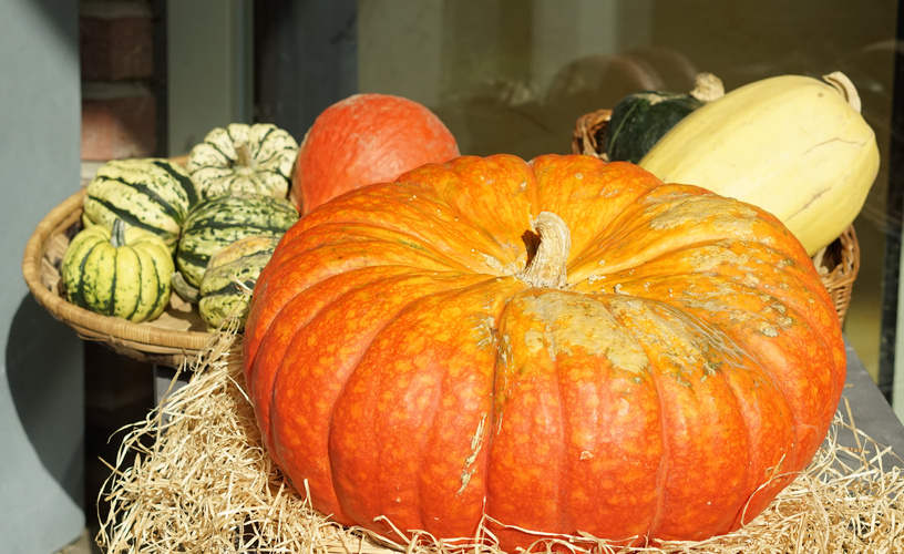 Großer Hokkaidokürbis in strahlendem Sonnenlicht in Gesellschaft anderer Kürbisse
