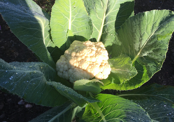 KI generiert: Ein Blumenkohlkopf wächst inmitten großer grüner Blätter im Sonnenlicht.