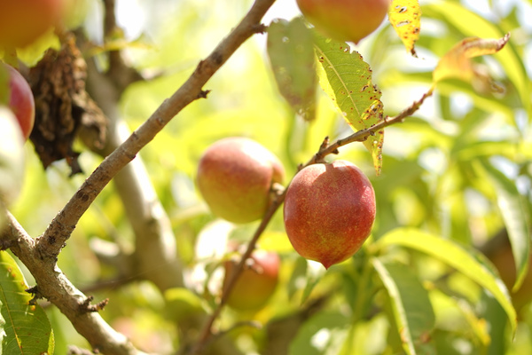 KI generiert: Rote Äpfel wachsen an Ästen mit grünen Blättern in hellem Sonnenlicht.