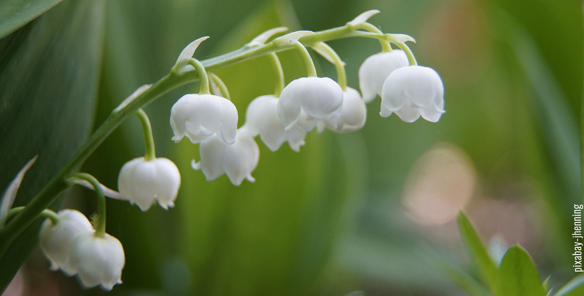 KI generiert: Maiglöckchen im Grünen. Text im Bild: "pixabay/mleming".