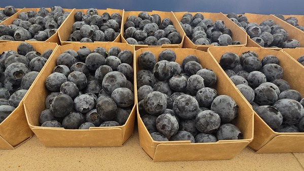 KI generiert: Mehrere Schalen mit frisch geernteten Heidelbeeren in Pappschachteln.
