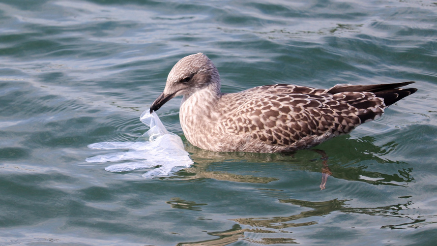 Wasservogel im Wasser beim Fressen von Plastikmüll