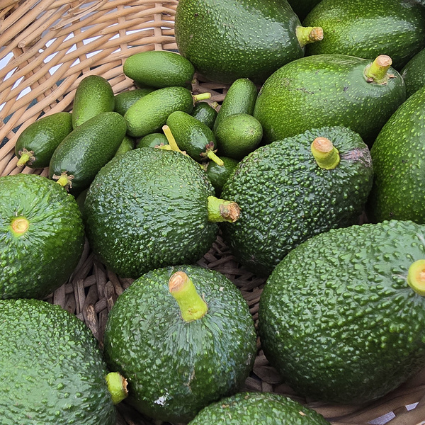 KI generiert: Das Bild zeigt einen Korb voller Avocados und Fingerlimetten. Die Früchte sind grün und in verschiedenen Größen zu sehen.