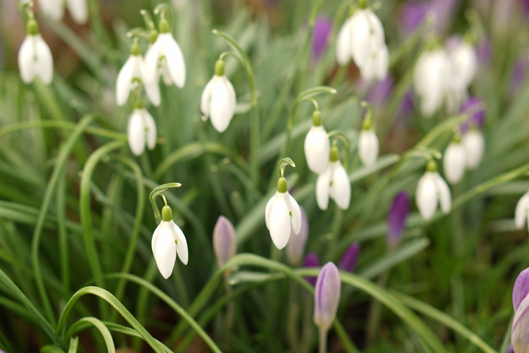 Schneeglöckchen und Krokusse auf Frühlingswiese