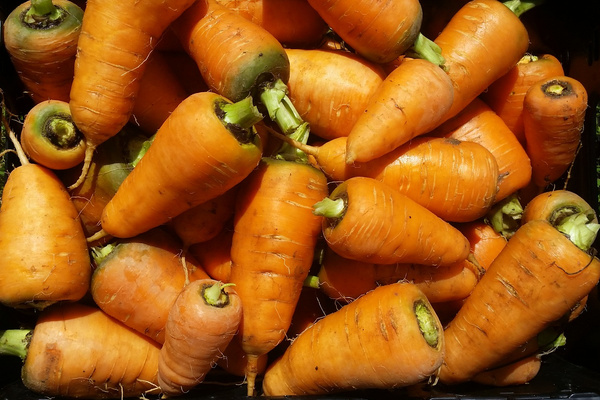 Oxhella-Möhren in Kiste