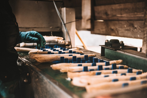KI generiert: Frische Spargelstangen sortiert auf einem Förderband, bearbeitet von einer Person mit Handschuhen.