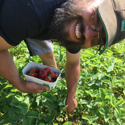 Aram Quis beim Erdbeeren pflücken