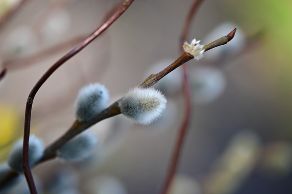 Weidenkätzchen mit puscheliger Knospe Krokusse auf der Wiese blühend