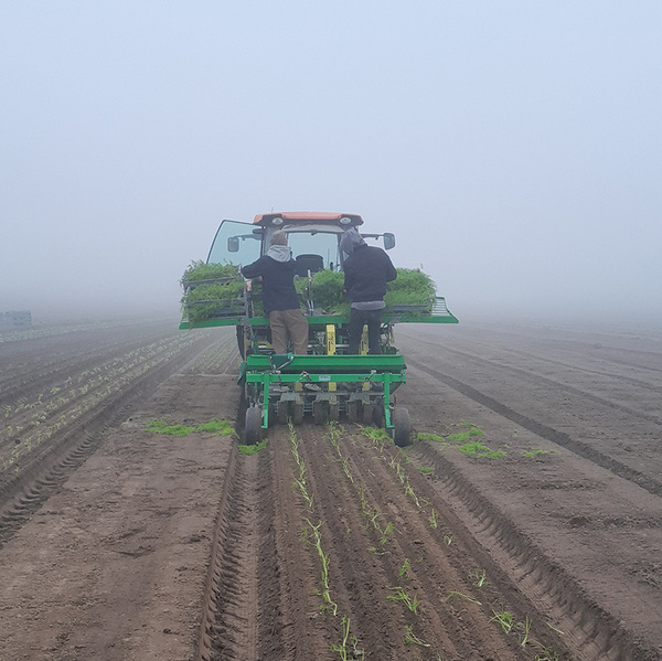 Ackerbild Fenchelpflanzung mit zwei Menschen auf Trecker