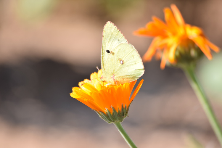 Ein heller Schmetterling sitzt auf leuchtend orangefarbenen Blüten in Nahaufnahme.