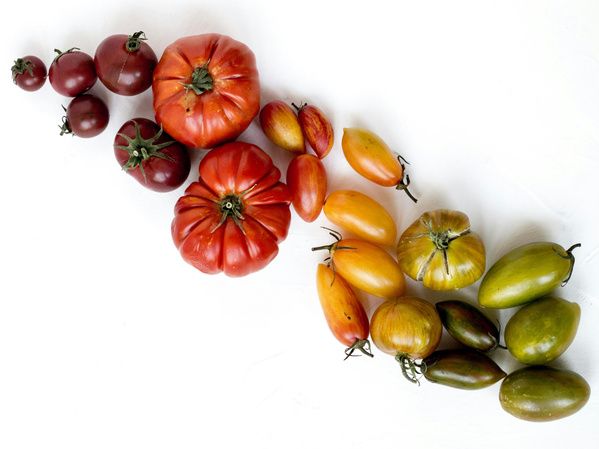 KI generiert: Verschiedene Tomatensorten in unterschiedlichen Farben und Formen auf einem weißen Hintergrund.