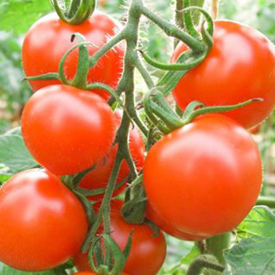 Produktfoto zu Tomatenpflanze Ruthje