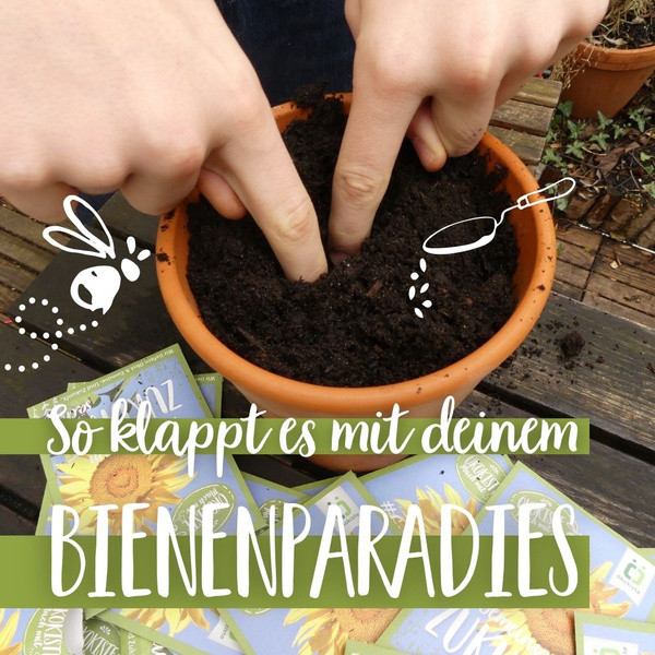 Blumentopf mit Sonnenblumensamen fürs Bienenparadies