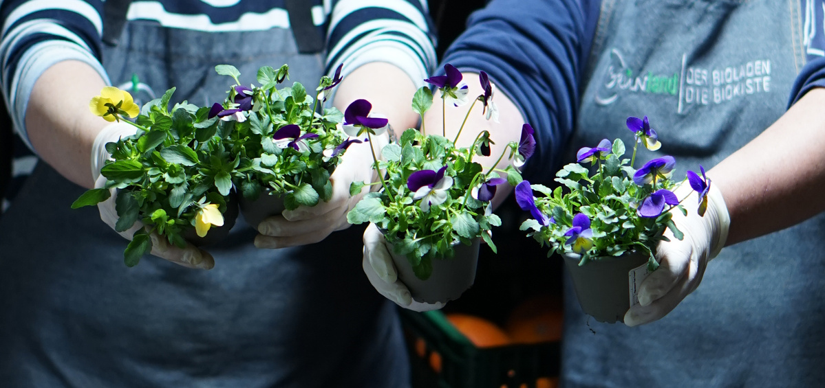 KI generiert: Zwei Personen halten Blumentöpfe mit violetten Blumen. Text: "Der Bioladen Die Biokiste".