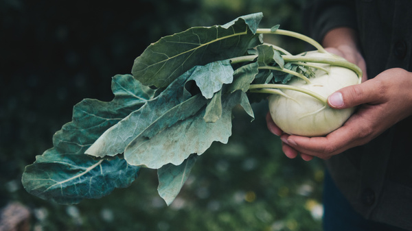 Person hält frischen Kohlrabi mit grünen Blättern in den Händen.