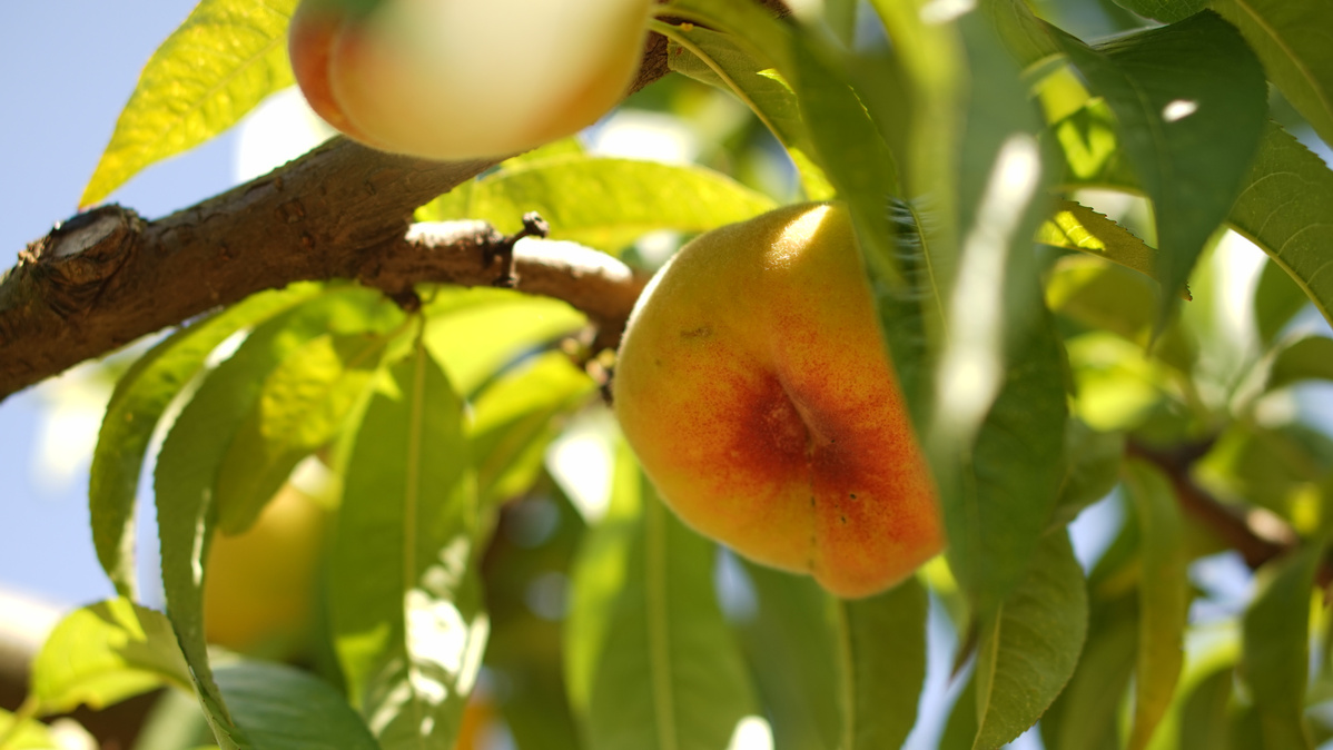 KI generiert: Pfirsiche an einem Baum mit grünen Blättern im Sonnenlicht. Keine sichtbaren Texte vorhanden.