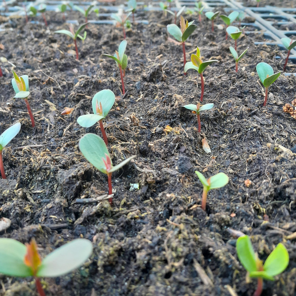 Streuobstwiesenkeimlinge Apfel und Birne
