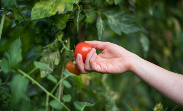 KI generiert: Eine Hand pflückt eine rote Tomate von einer Pflanze im Garten.