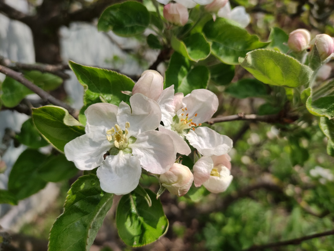 Apfelblüte voll aufgeblüht am Baum