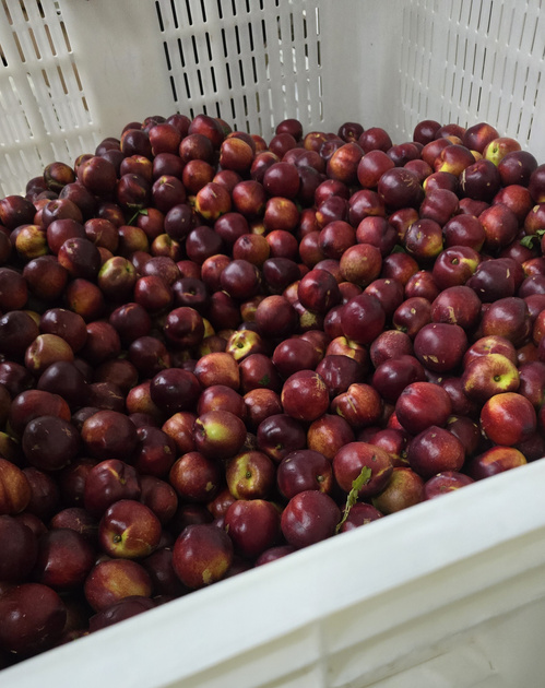 KI generiert: Ein weißer Behälter voller kleiner, dunkelroter Früchte.