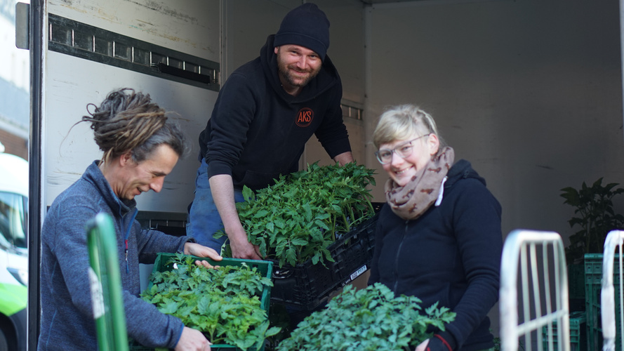 Felix-Grünland, Kolja-Wendengarte und Anne-Grünland mit Tomatenpflanzen
