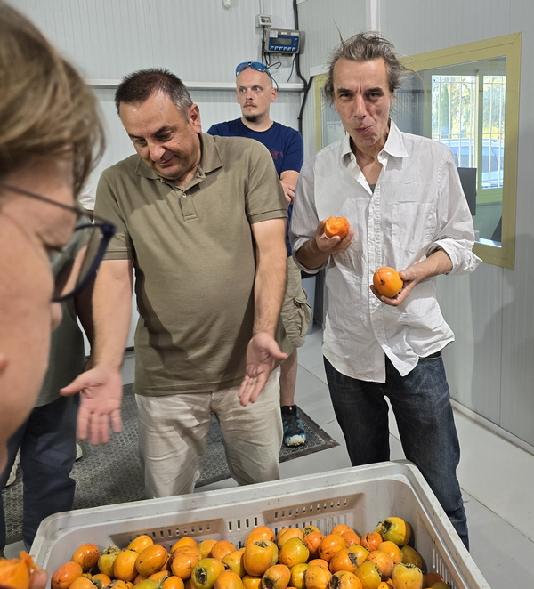 KI generiert: Das Bild zeigt mehrere Personen, die um einen großen Behälter voller Kaki-Früchte stehen. Eine Person hält zwei Kaki in den Händen und scheint sie zu probieren.