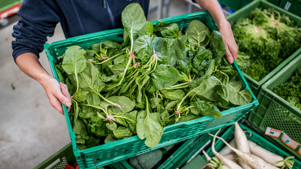 KI generiert: Person hält eine Kiste voller frischem Spinat. Im Hintergrund sind weitere Gemüsekisten zu sehen.