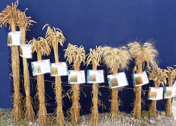 Grünland Bio Lieferant Spielberger Mühle