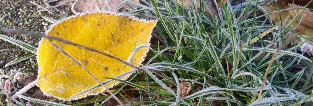 Raureif auf Wiese mit Herbstblatt gelb
