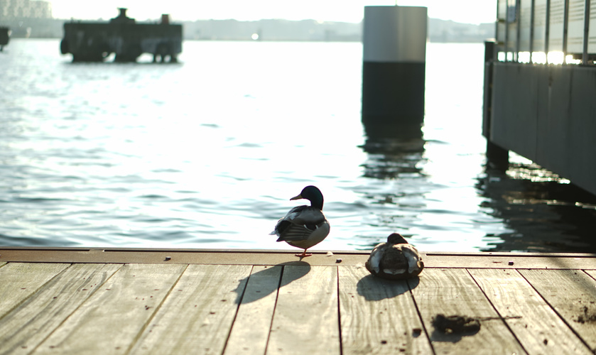 2 Enten auf Holzsteg im Sonnenlicht, im Hintergrund städtische Silhouette