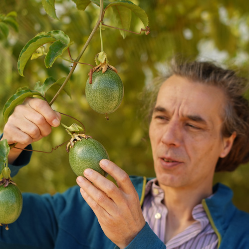 KI generiert: Ein Mann inspiziert Passionsfrüchte an einer Pflanze.