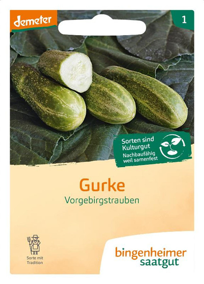 Produktfoto zu Saatgut Einlegegurke Vorgebirgstraube