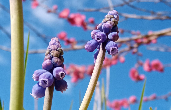 KI generiert: Lila Blumen vor einem blauen Himmel mit rosa blühenden Ästen im Hintergrund.