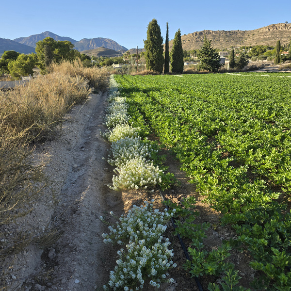 KI generiert: Das Bild zeigt ein landwirtschaftliches Feld mit grünem Bewuchs, daneben wachsen weiße Blumen in einem schmalen Streifen. Im Hintergrund sind Berge und einige Bäume zu sehen.